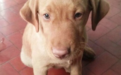 Labrador é furtado de residência no Interlagos durante a madrugada 