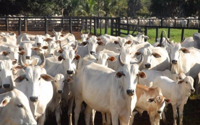 Municípios do MS registram novos casos de Raiva bovina