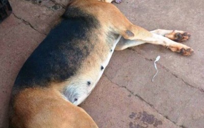 Jovem que matou cão em tentativa de assalto é autuado por crime ambiental 