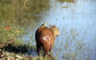 Doutor em Ecologia de Campo Grande vem a Três Lagoas para analisar capivaras da Lagoa Maior