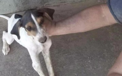 Cachorro é encontrado amarrado dentro de saco em Três Lagoas