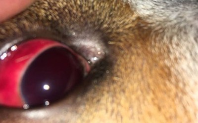 Agressor de cão é condenado a 11 meses de prisão