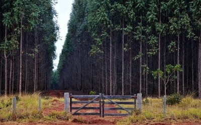 Florestas vão atingir 1,5 milhão de hectares em MS