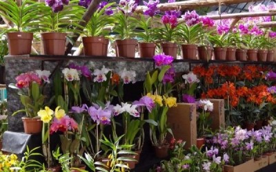 Casa do Artesão promove exposição de Orquídeas e Rosas do Deserto