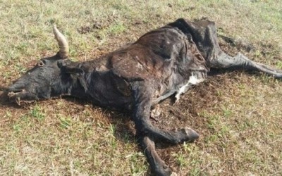 Moradores em Três Lagoas encontram gado morrendo de fome e sede