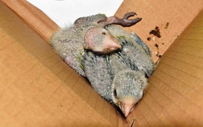 Jovem é presa pela Policia Rodoviária Federal com dois filhotes de papagaios