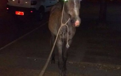 Cavalo atropelado no bairro Santo André estava desnutrido e desidratado