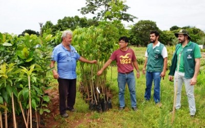 Áreas Verdes de Três Lagoas ganharão novas espécies de árvores