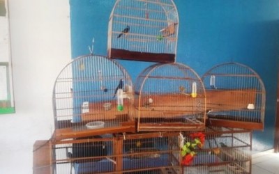 Idoso é multado em R$ 13 mil por manter aves em cativeiro ilegalmente
