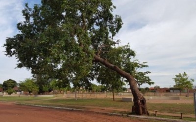 SEMEA remove e substitui árvores condenadas no Jardim Oiti e no Centro de Três Lagoas