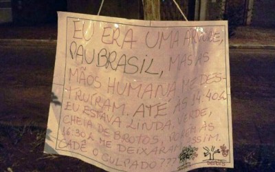  “Pau Brasil” vira caso de polícia; moradora coloca cartaz na árvore para tentar achar o culpado  