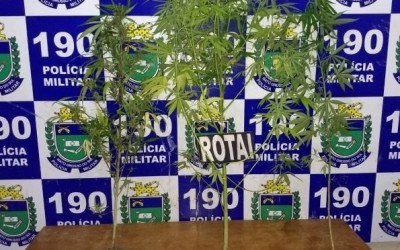 Casal é preso e declara que cultiva maconha para fins medicinais 