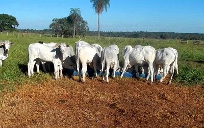 Ladrões roubam gado e jogam pecuarista amordaçado em buraco