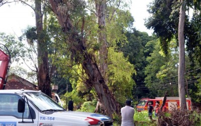 Secretaria de Meio Ambiente e Corpo de Bombeiros iniciam retirada de eucaliptos do Bosque da NOB