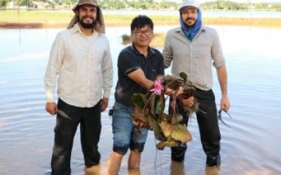 Secretaria do Meio Ambiente inicia plantio de mudas do Jardim Aquático na Lagoa Maior