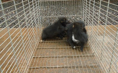 Filhotes de “cachorro do mato” capturados na zona rural foram levados para a PMA 