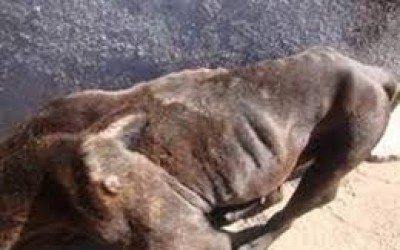 Jovem de 19 anos é autuado por maus tratos contra um cão da raça Pit bull