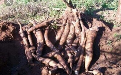 Homem furtava mandioca para revender em mercados e comprar pinga 