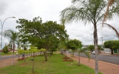 Palmeiras-gueroba retiradas da Avenida Clodoaldo Garcia estão sendo replantadas