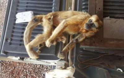 Exame de macaca achada morta em Três Lagoas deve sair na próxima semana 