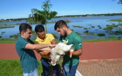 SEMEA e CCZ atendem gansos machucados da Lagoa Maior