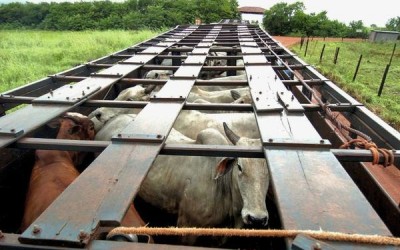 Gado roubado que seria revendido em Três Lagoas é apreendido pela PM