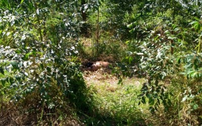Em Três Lagoas, polícia encontra cadáver em avançado estado de decomposição
