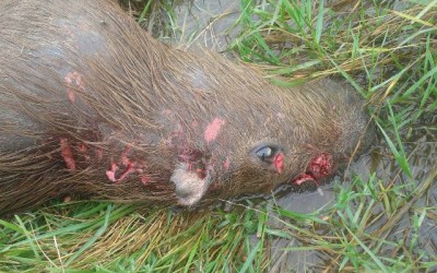 PMA recolhe capivara na Lagoa Maior que foi abatida por jacaré 