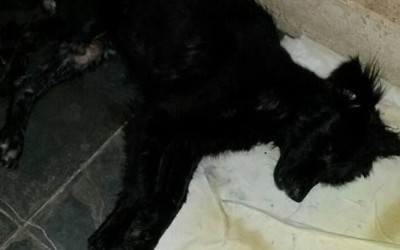 Cachorro é encontrado preso em saco de lixo e sendo comido por larvas