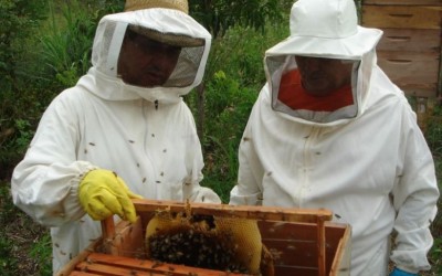 Três Lagoas é um dos municípios que mais produzem mel no MS