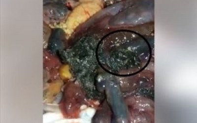 Vídeo impressionante mostra peixe capturado no Jupiá cheio de vermes