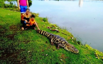 Foto ao lado de jacaré divide opiniões dos três-lagoenses 