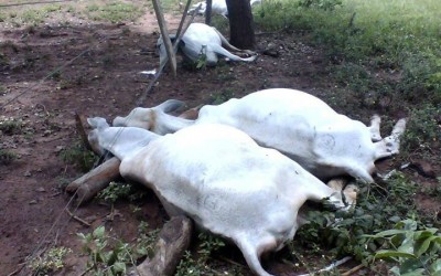 Descarga elétrica mata 11 cabeças de gado em Arapuá 
