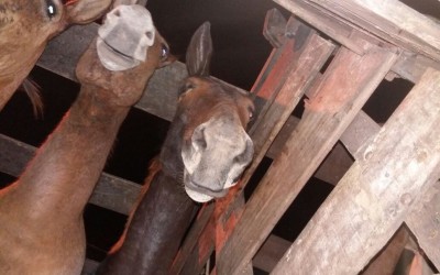 Empresas fazem doação de alimentos para cavalos recuperados pela Patrulha Rural