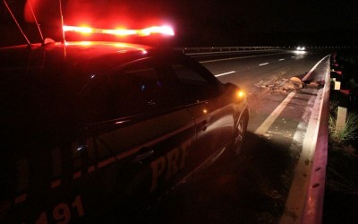 Cavalo atropelado na BR-262 tinha grande perfuração no crânio