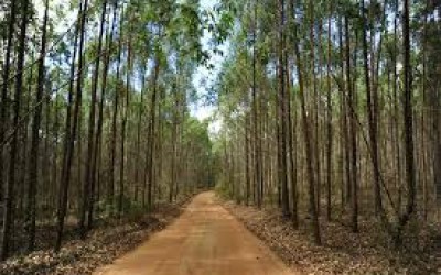 Com normas que garantam a produção, compra de terras por estrangeiros pode fomentar setor florestal