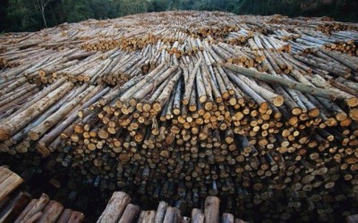 Preços mais altos da celulose fazem lucro da Fibria saltar 87% no 1º trimestre