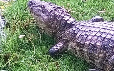Jacaré da Lagoa Maior tem pata amputada após ser ferido com arpão 