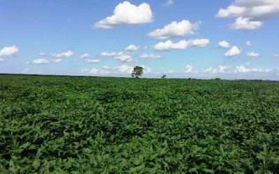 Agricultura Sustentável não agride o meio ambiente e contribui com o desenvolvimento do País