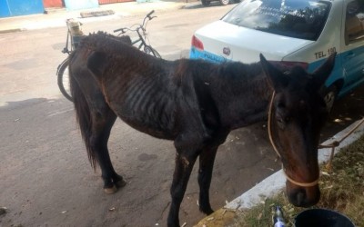 Carroceiro é denunciado por maltratar cavalo e caso vai parar na delegacia