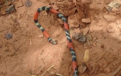 Jovem que matava serpente em beira de estrada é autuado em R$ 500,00