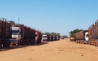 Transporte de eucalipto se normaliza em Três Lagoas