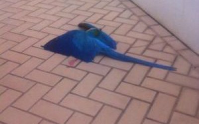 Arara Canindé é morta com tiro em Três Lagoas