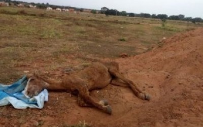 Após eutanásia em égua agredida e abandonada, equipe da SEMEA pede que população se sensibilize e denuncie crimes contra animais