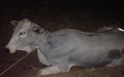 Carro colide em animal na Marechal Rondon; família não sofreu escoriações