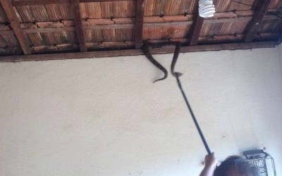PMA resgata cobra encontrada em casa no bairro Jardim Dourados