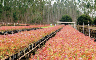 Fábrica do setor de celulose irá utilizar robôs para plantar mudas de eucalipto 