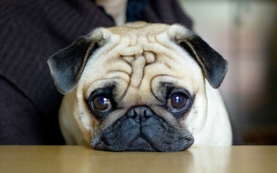 20 raças de cães de porte pequeno para você ter em casa