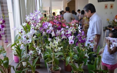 Casa do Artesão receberá para exposição o Orquidário Santa Ana em Três Lagoas