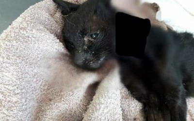 Vítima da crueldade, gato morre após ter o corpo queimado com água quente